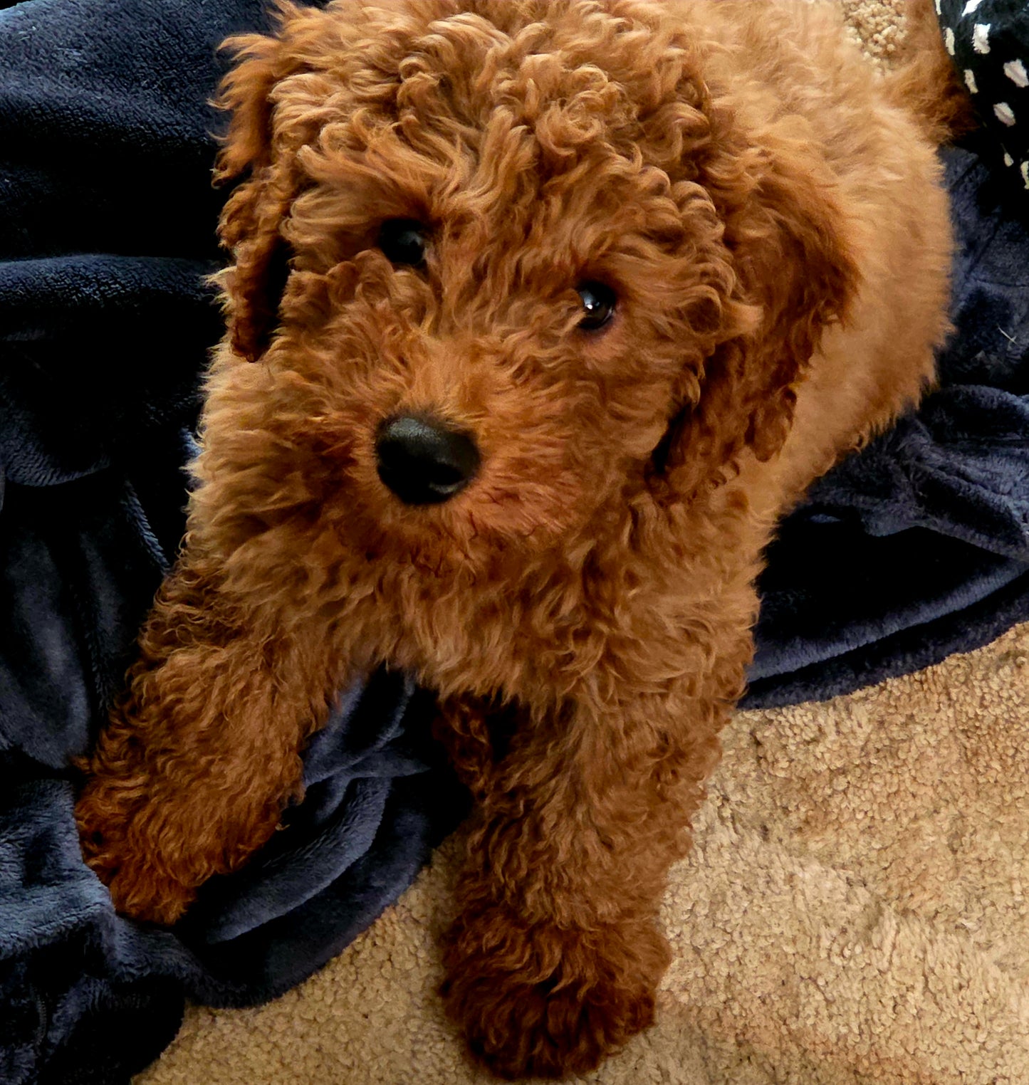 Ironstone Goldendoodles