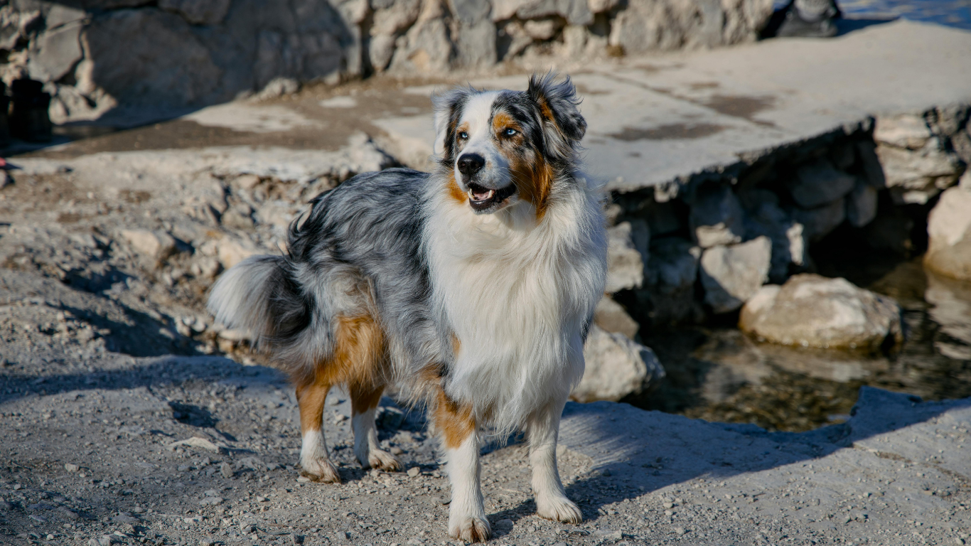 Verified Australian Shepherd Breeders