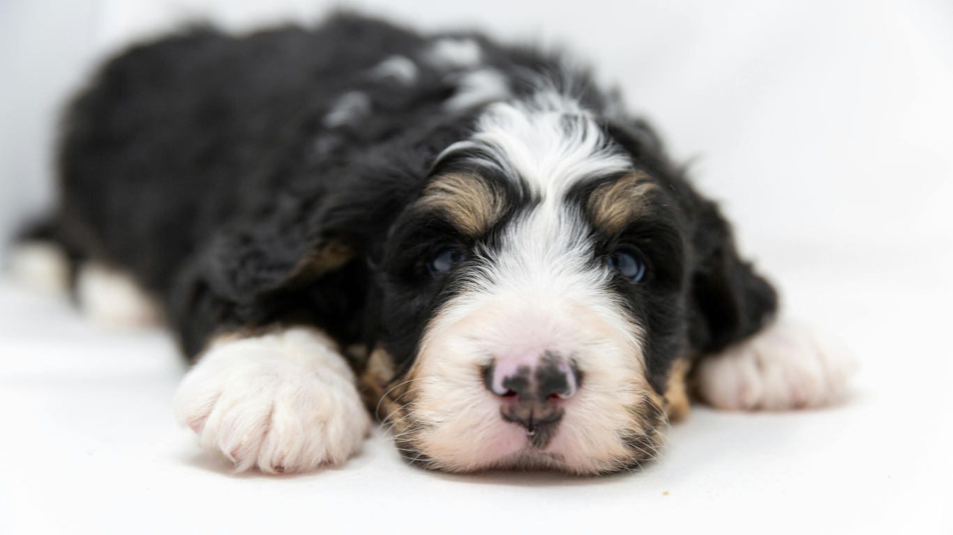 Verified Bernedoodle Breeders