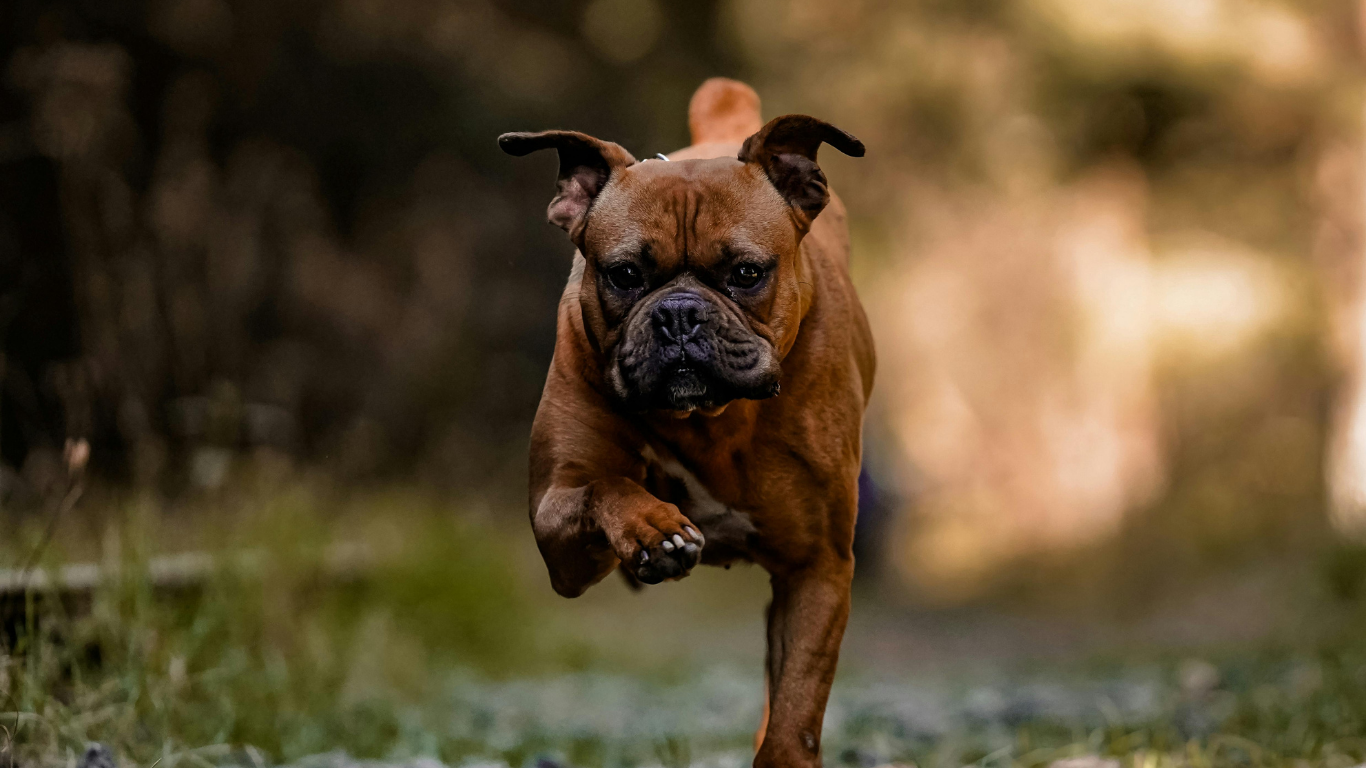 Verified Boxer Breeders