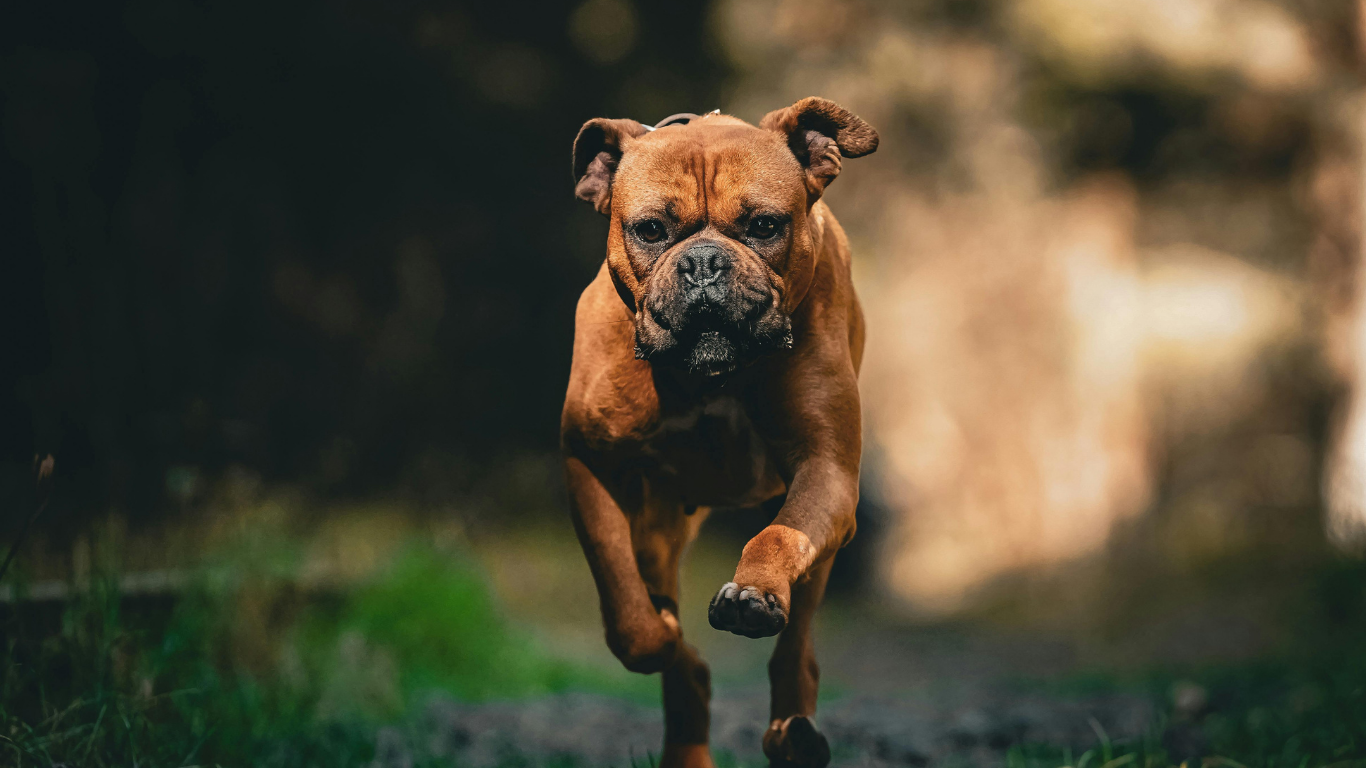 Verified Cane Corso Breeders