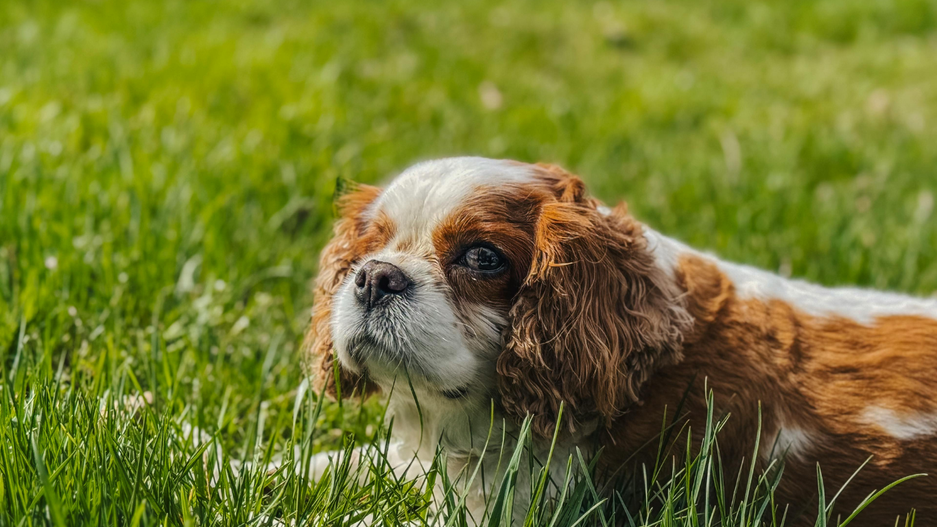 Verified Cavalier King Charles Spaniel Breeders