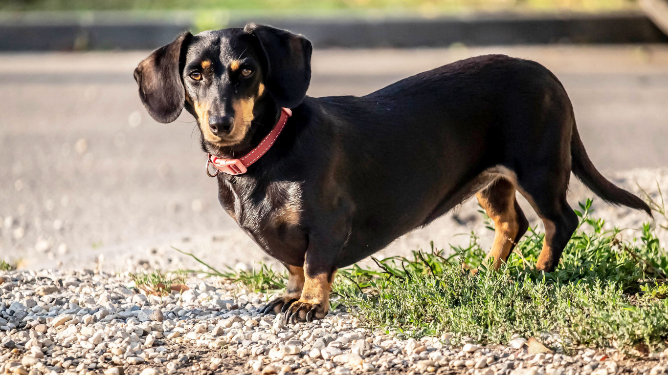 Verified Dachshund Breeders