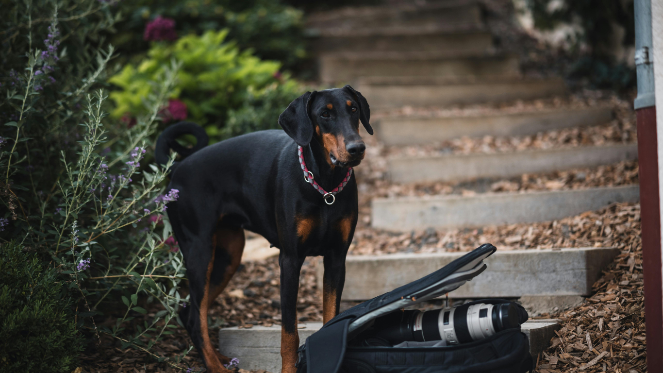 Verified Doberman Pinscher Breeders