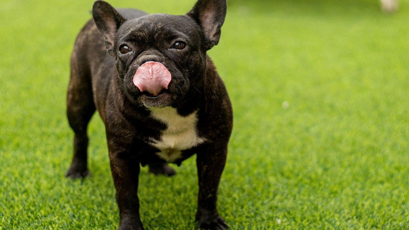 Verified French Bulldog Breeders
