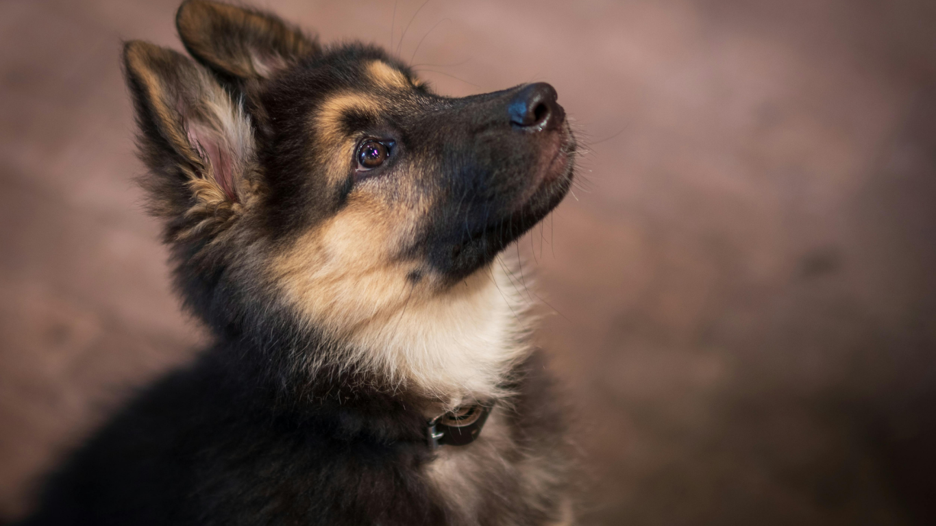 Verified German Shepherd Breeders