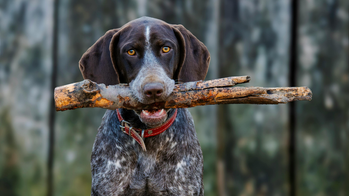 Verified German Shorthaired Pointer Breeders