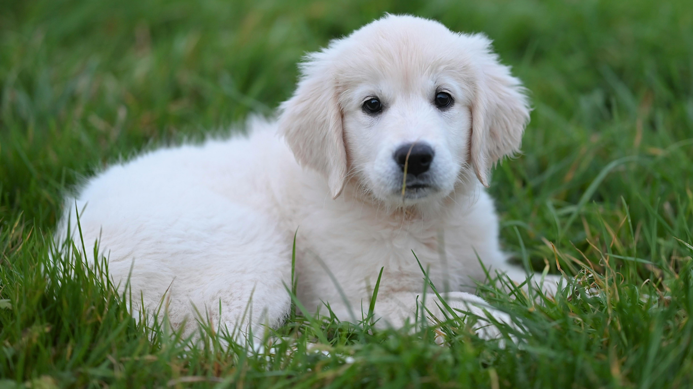 Verified Golden Retriever Breeders