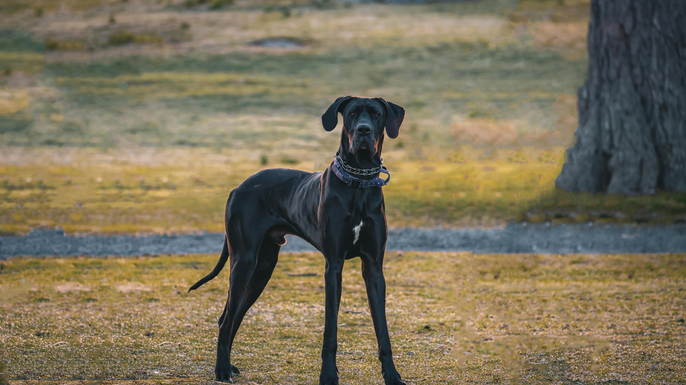 Verified Great Dane Breeders