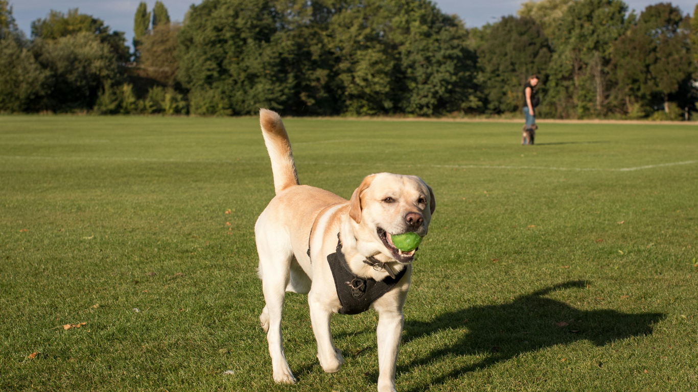 Verified Labrador Retriever Breeders