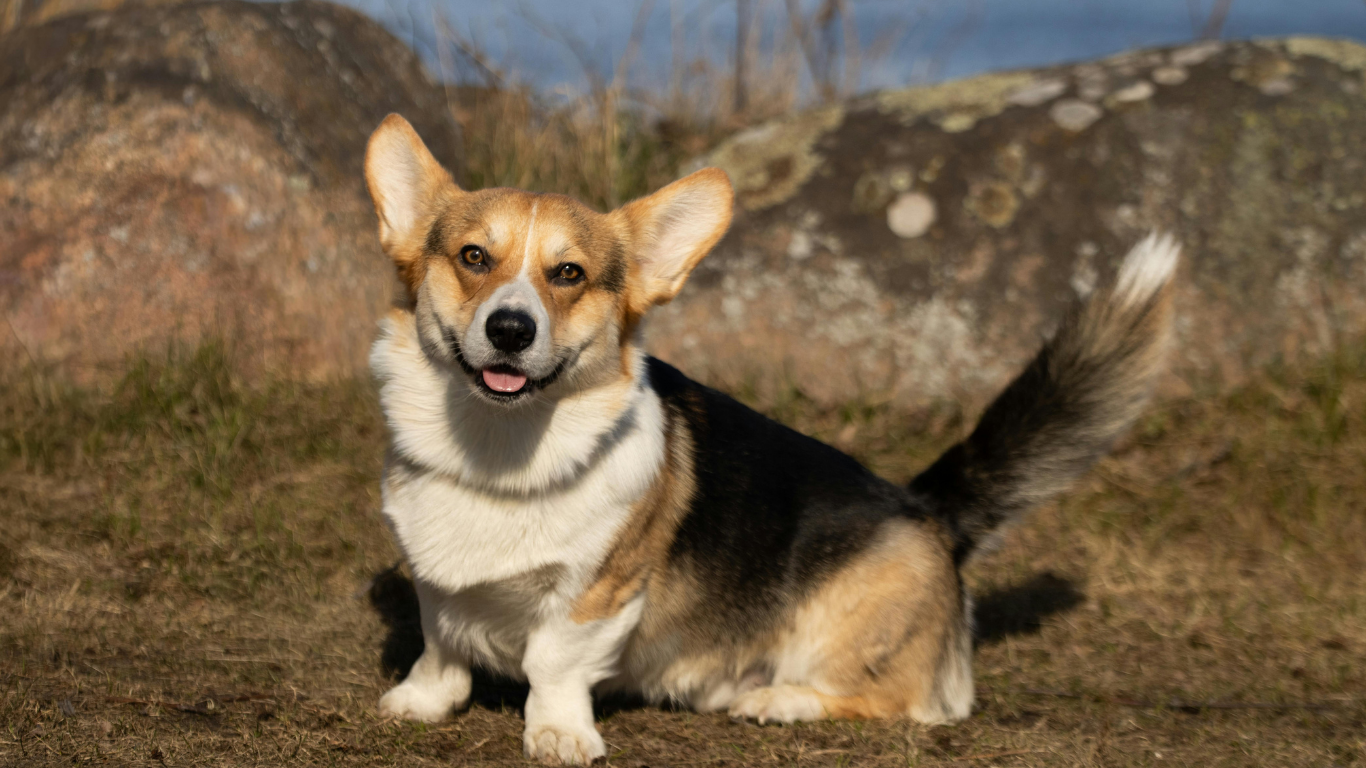 Verified Welsh Corgi Breeders