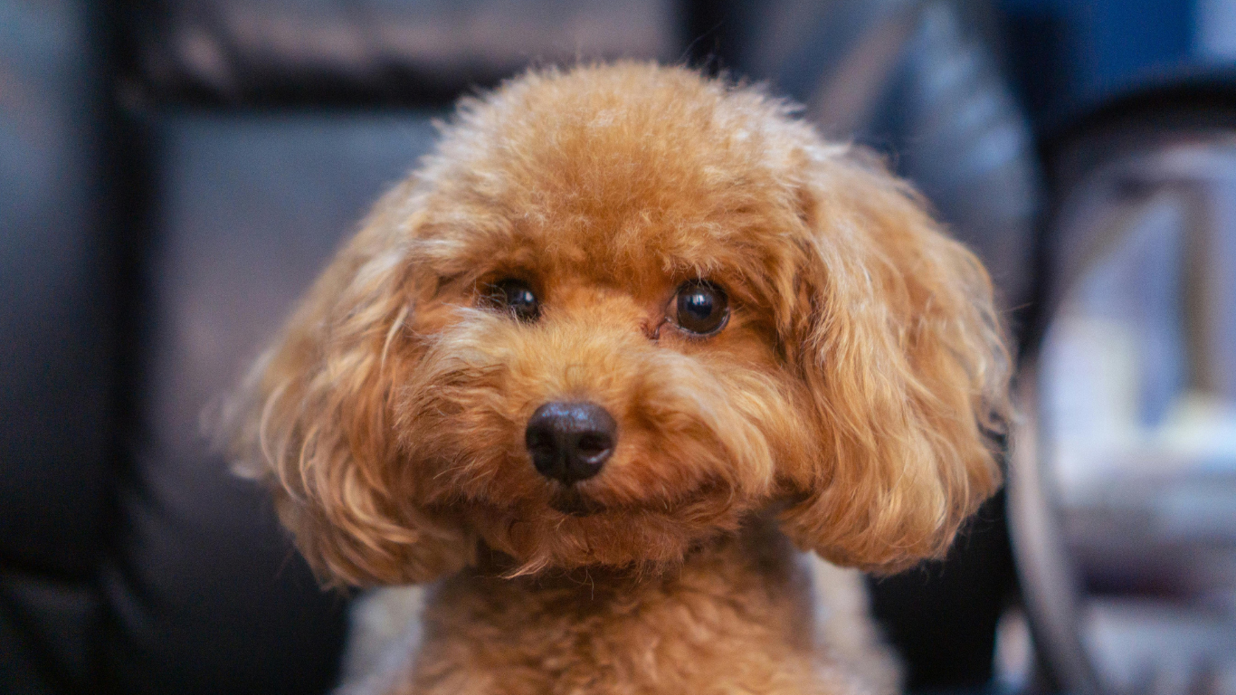 Verified Poodle Breeders