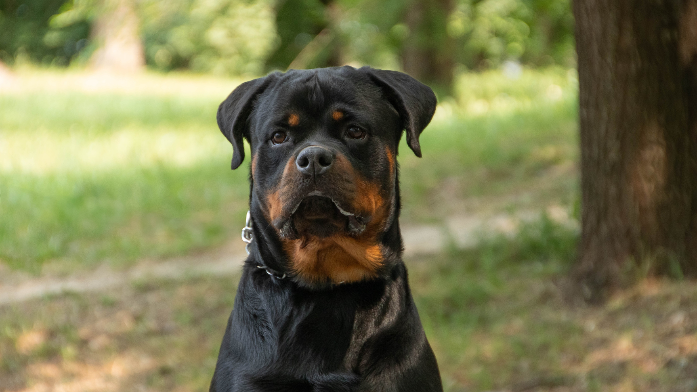 Verified Rottweiler Breeders