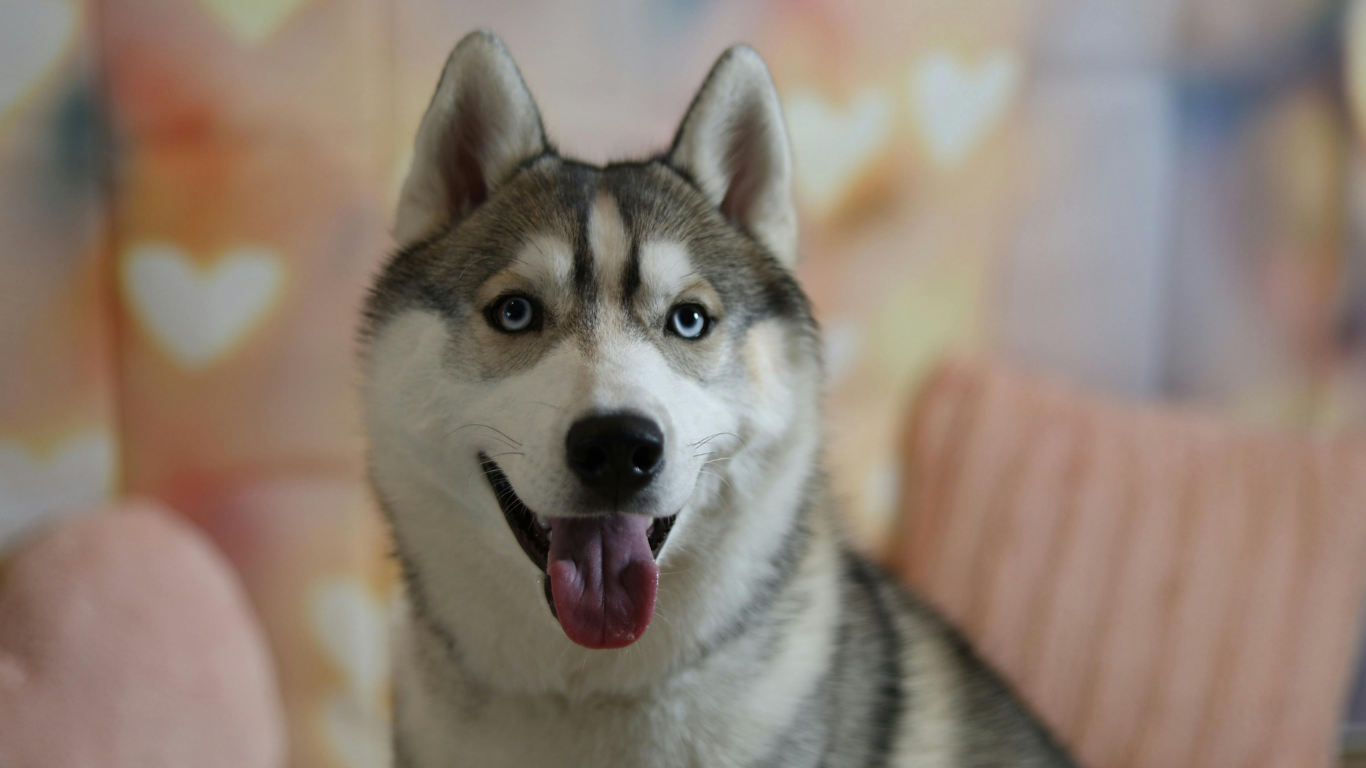 Verified Siberian Husky Breeders