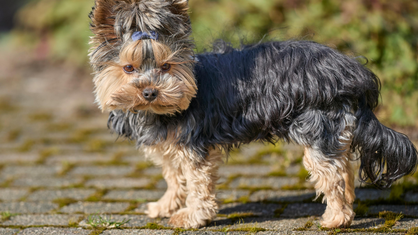 Verified Yorkshire Terrier Breeders