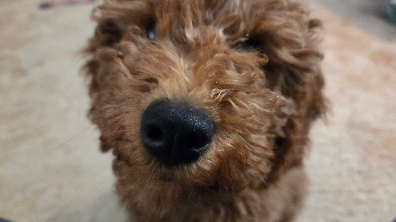 Verified Goldendoodles Breeders