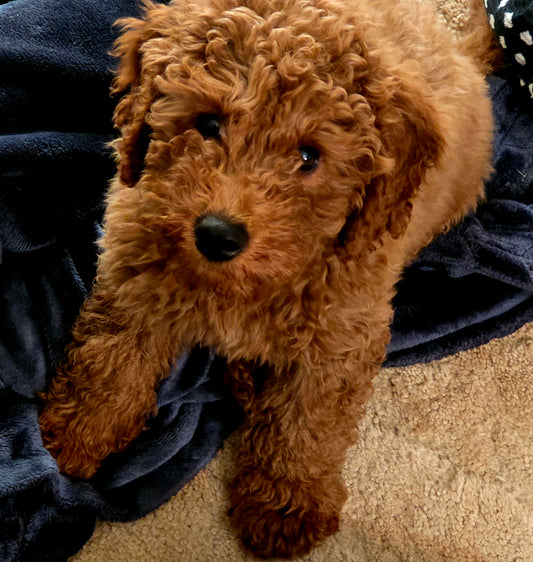 Ironstone Goldendoodles