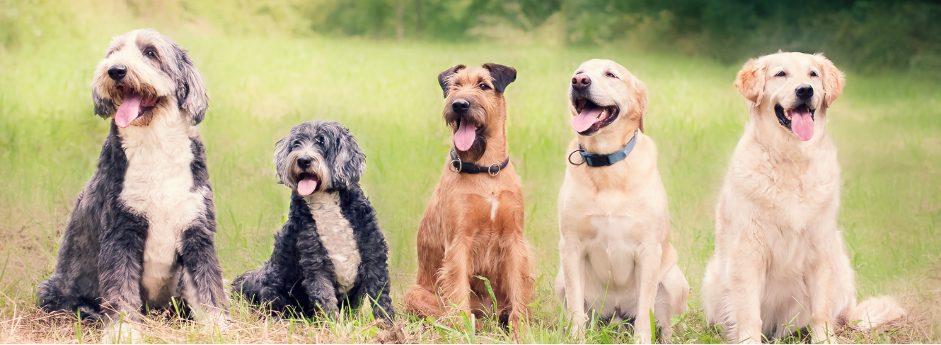 Five dogs of different breeds sitting on grass with text about breeder verification.